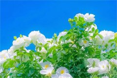 证券账户开户哪家好
